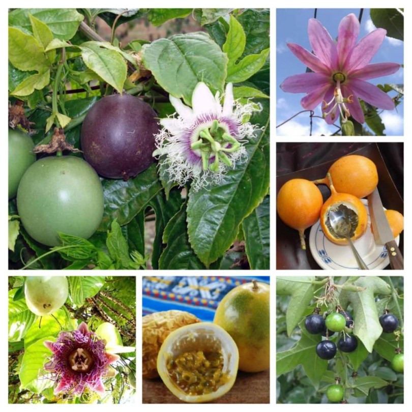 Marakuja Válogatáscsomag - Ízletes Passiógyümölcsök - 6 fajta, Passiflora ssp., vetőmag, akció, kedvezmény